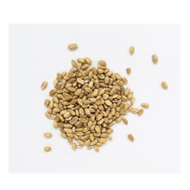 Blé Mondé Précuit Bio - 5,50€/kg
